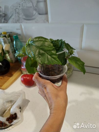 Черенки гибискуса