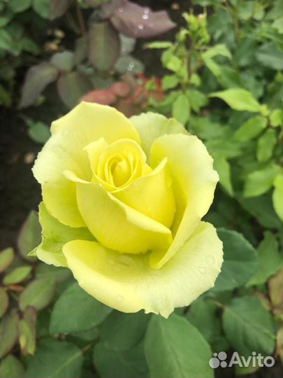 Розы садовые