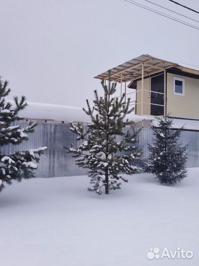 Живые елки, сосны - за 1м