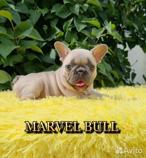 Французский бульдог