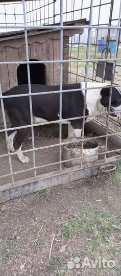 Щенки сао алабай