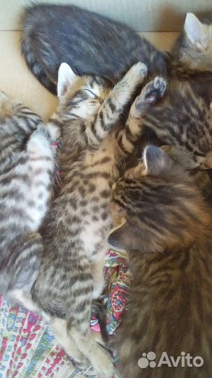 Бенгальская