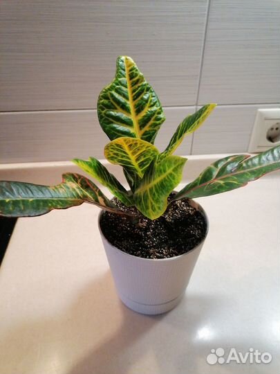 Кодиеум Кротон Экселент