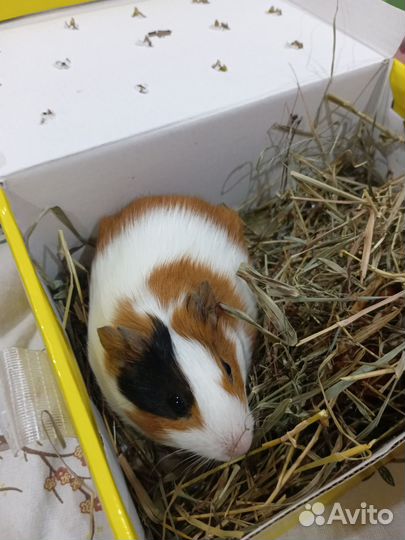 Морская свинка