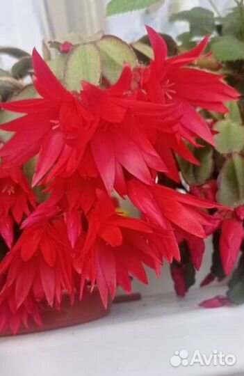 Декабрист красный,розовый,коралловый,жёлтый,белый