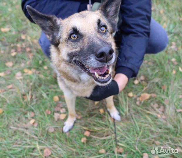 Старая собака всю жизнь за решеткой в приюте