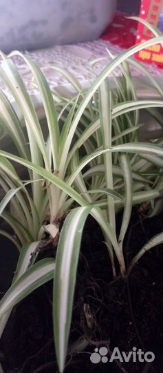 Комнатные цветы