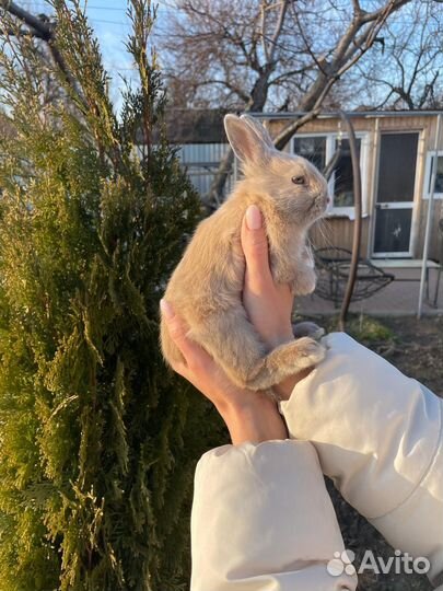 Декоративные кролики
