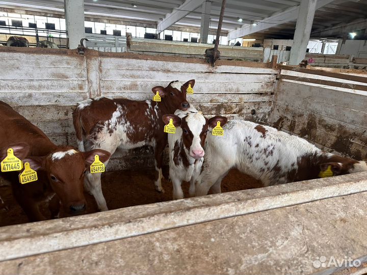 Телята бычки на откорм,бесплатная доставка