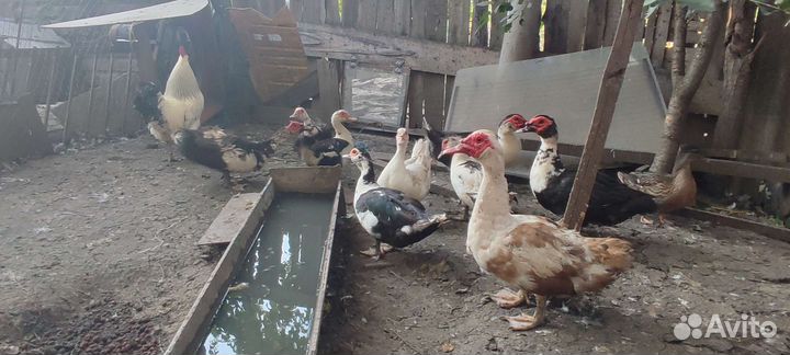 Домашние петухи, индоутки и утята