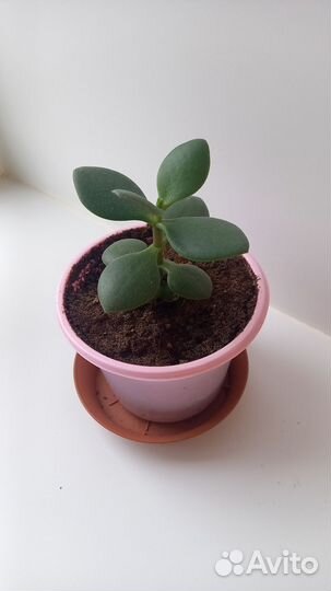 Денежное дерево толстянка крассула