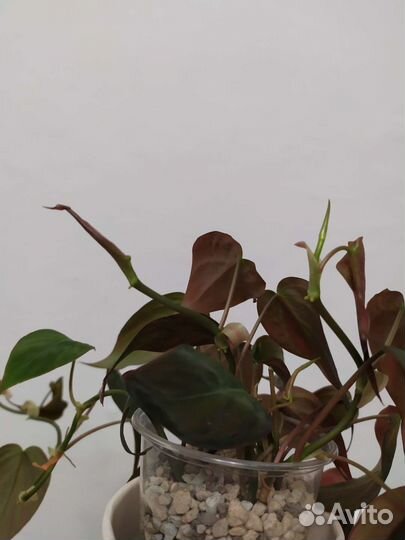 Филодендрон сканденс миканс