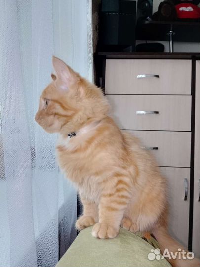 Котики бесплатно