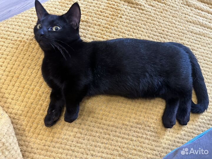 Котята манчкин
