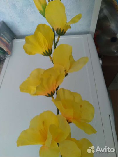 Гладиолус длина 80 см