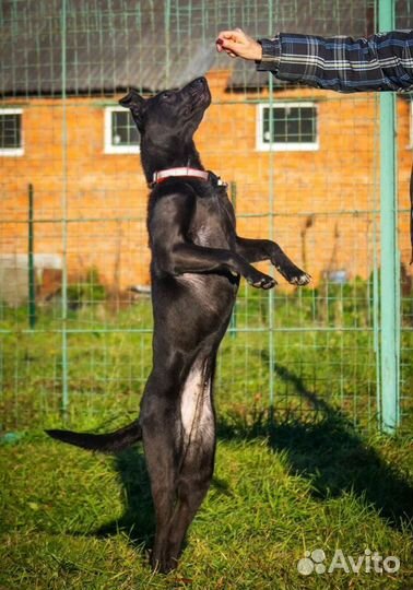 Собака в добрые руки