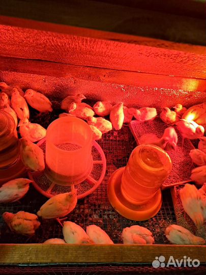 Цыплята перепела