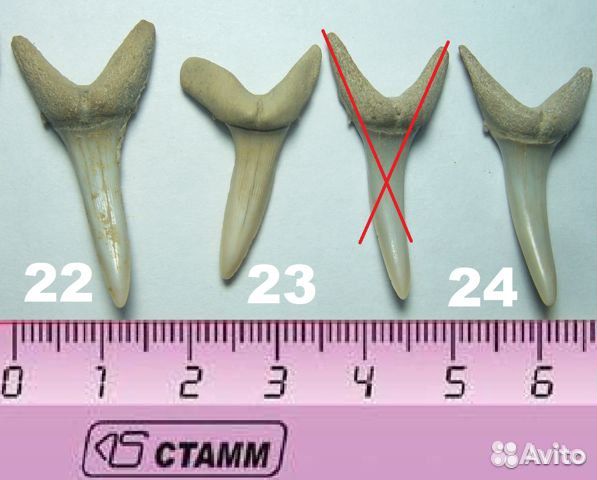 Зубы Otodus, Мегалодон, Squalicorax, копролиты