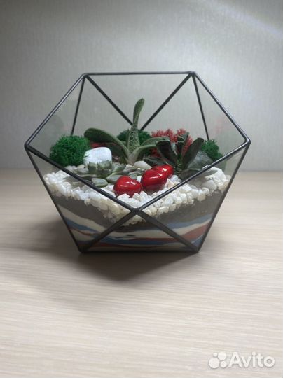 Флорариум суккуленты