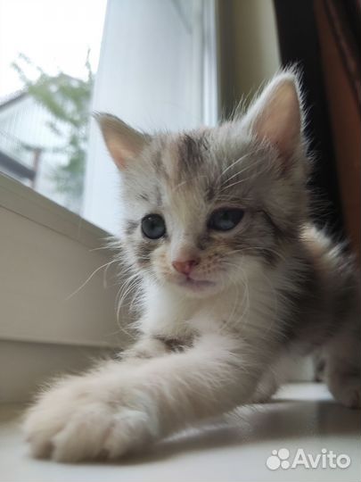 Котенок девочка бесплатно в добрые руки