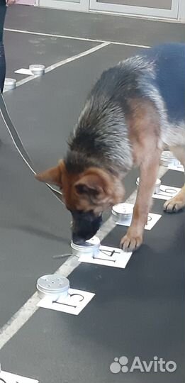 Дрессировка собак кинолог, зоопсихолог