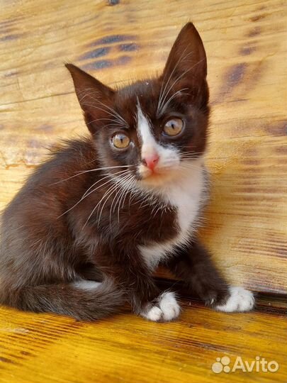 Отдам в добрые руки котят