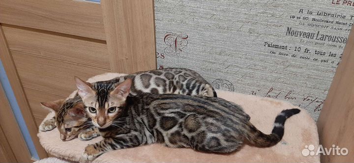 Бенгальская