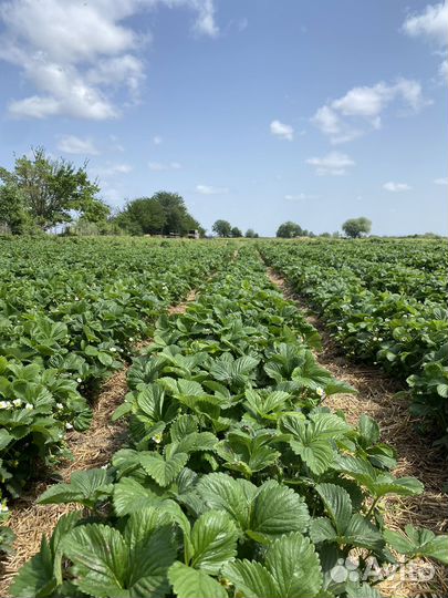 Клубника свежая и доставка