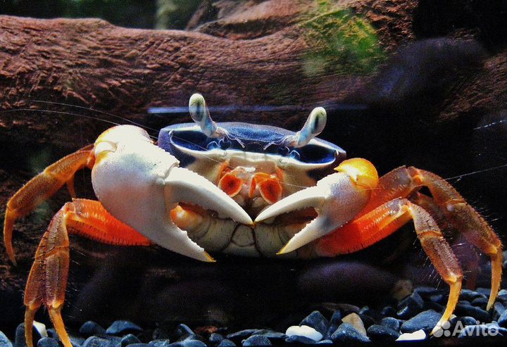 Крабы аквариумные, Аксолотли, Тритоны, Лягушки