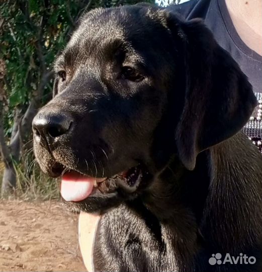 Щенки лабрадора