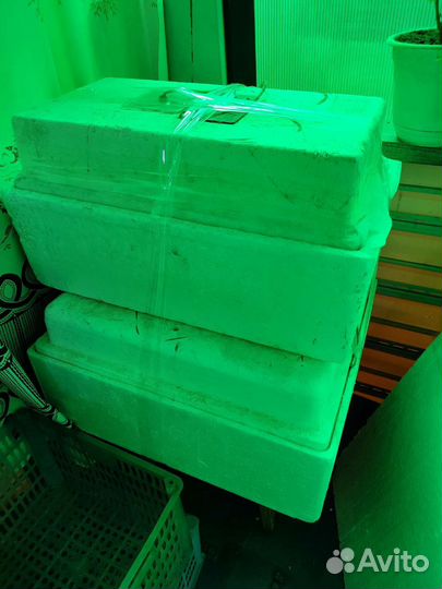 Инкубатор выводной