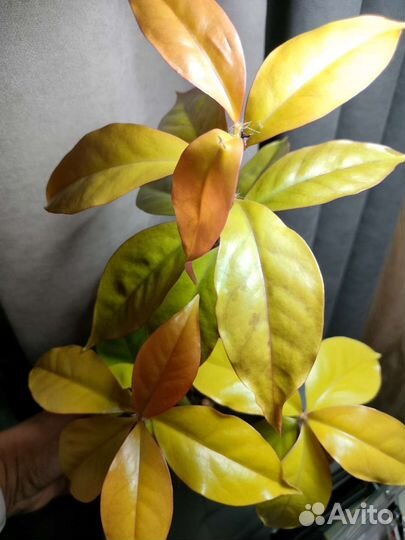 Переския Годсеффа