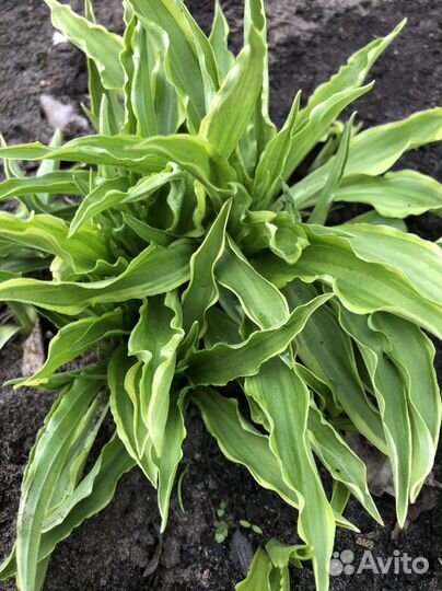 Хосты, примулы