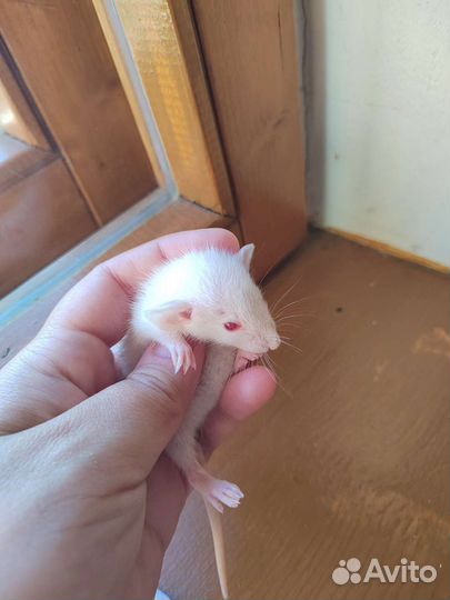 Крыса дамбо