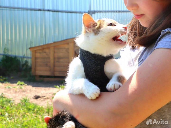 Котёнок 11 месяцев