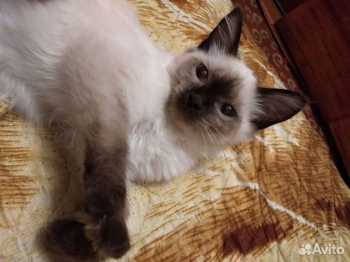 Кошка в дар бесплатно