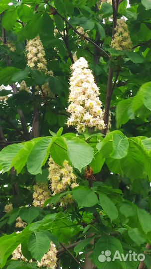 Многолетники:цветы,кусты,деревья