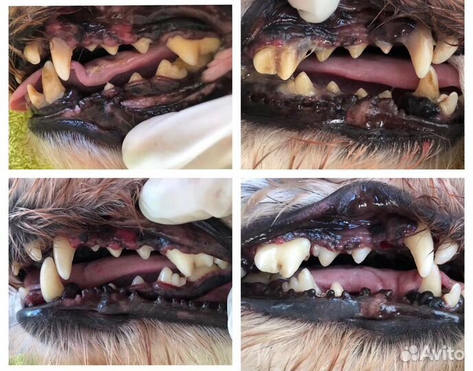 Кастрация, Стерилизация,Вакцинация