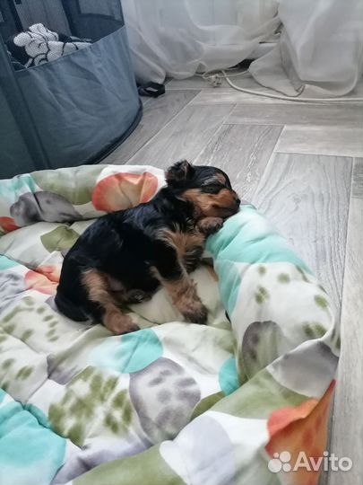 Йоркширский терьер