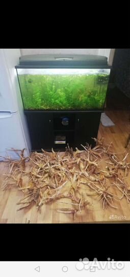 Паучий корень