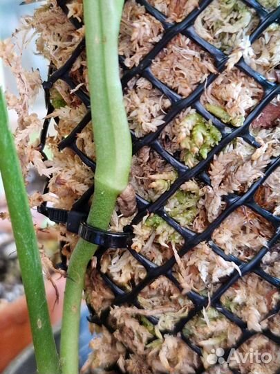 Тотем для растений