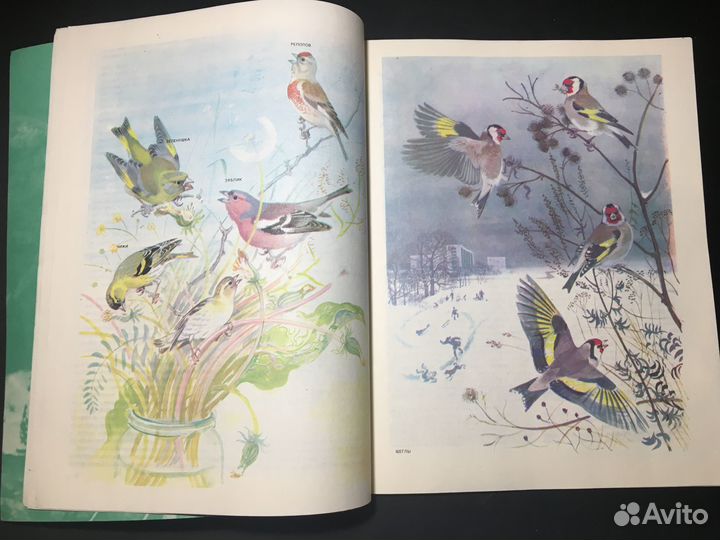 Наши питомцы, 1986 птицы аквариум террариум