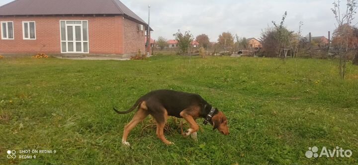 Русская гончая