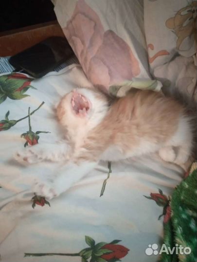 Шотландский вислоухий котёнок