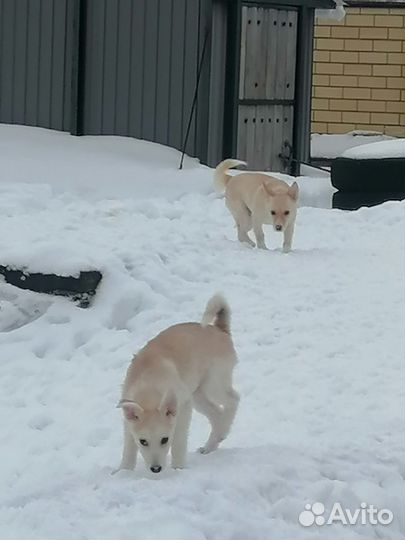 Собака в добрые руки щенок