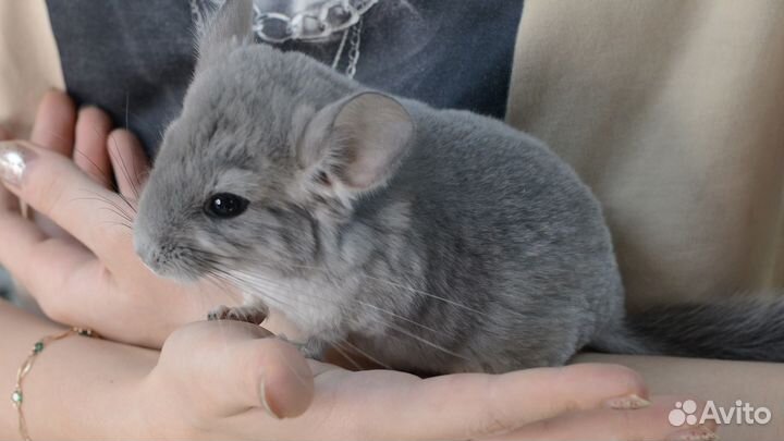 Шиншилла мальчик фиолет