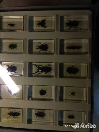 Коллекция Насекомых Насекомые в сферах