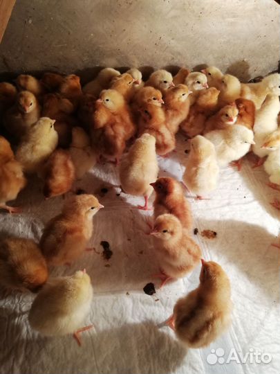 Цыплята 3 недельные хайсекс-браун