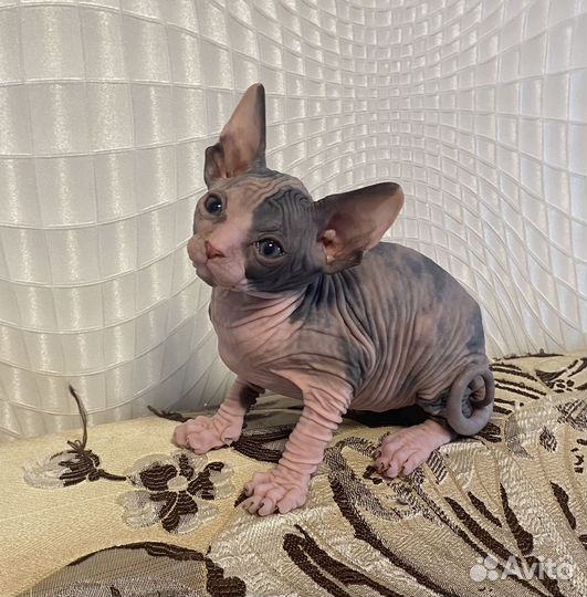 Донской сфинкс котенок