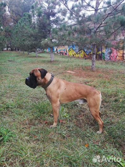 Вязка Бульмастиф